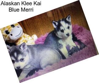 Alaskan Klee Kai Blue Merri