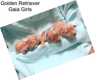 Golden Retriever Gaia Girls