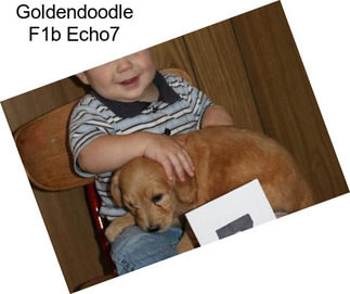 Goldendoodle F1b Echo7