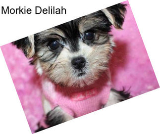 Morkie Delilah