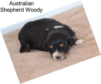 Australian Shepherd Woody