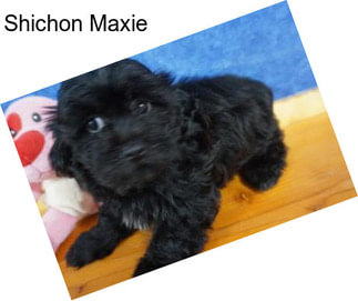 Shichon Maxie