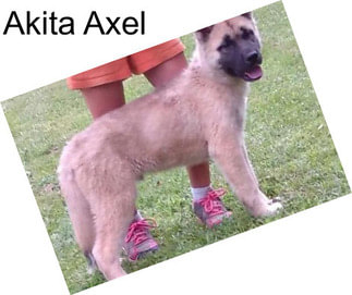 Akita Axel