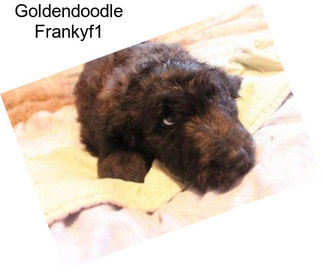 Goldendoodle Frankyf1