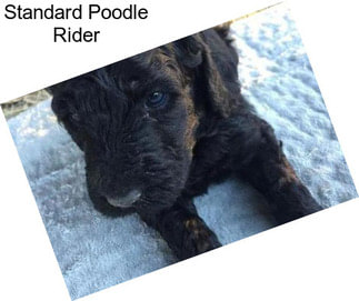 Standard Poodle Rider