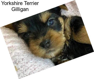 Yorkshire Terrier Gilligan