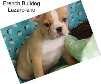 French Bulldog Lazaro-akc