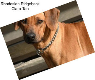 Rhodesian Ridgeback Clara Tan