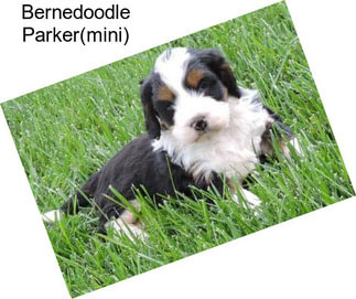 Bernedoodle Parker(mini)