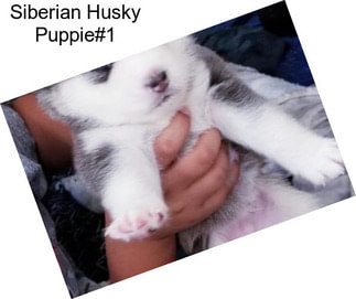 Siberian Husky Puppie#1