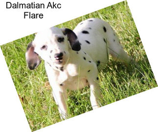 Dalmatian Akc Flare