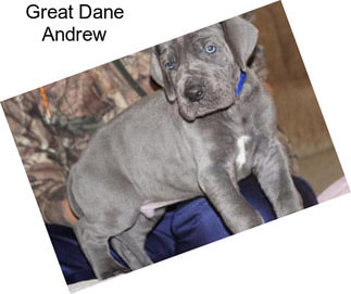 Great Dane Andrew