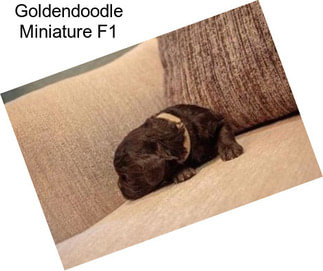 Goldendoodle Miniature F1