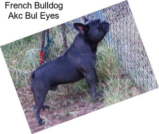 French Bulldog Akc Bul Eyes