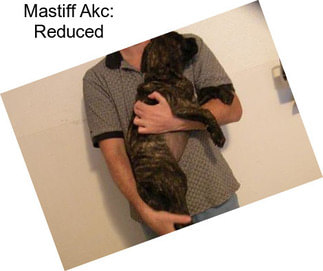 Mastiff Akc: Reduced