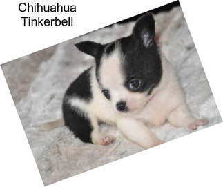 Chihuahua Tinkerbell