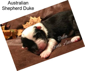 Australian Shepherd Duke