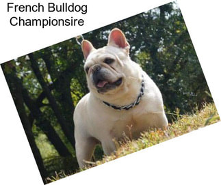 French Bulldog Championsire
