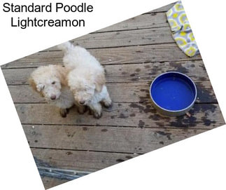 Standard Poodle Lightcreamon