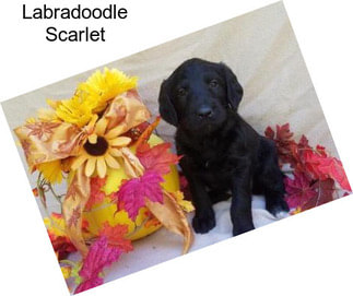 Labradoodle Scarlet