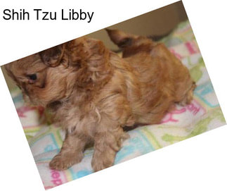 Shih Tzu Libby