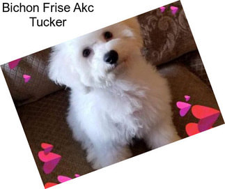 Bichon Frise Akc Tucker