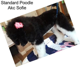 Standard Poodle Akc Sofie