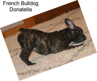 French Bulldog Donatella