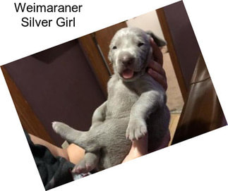 Weimaraner Silver Girl