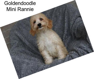 Goldendoodle Mini Rannie