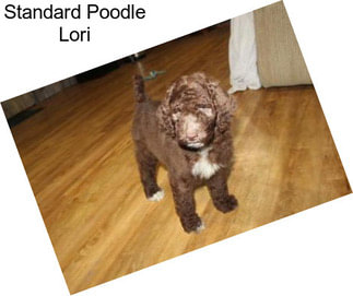 Standard Poodle Lori