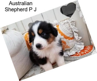 Australian Shepherd P J