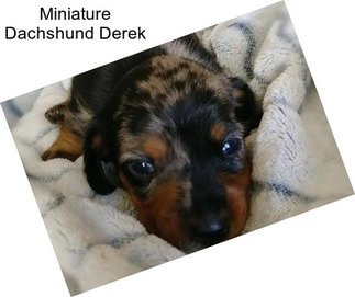 Miniature Dachshund Derek