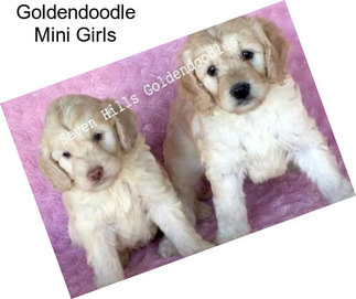 Goldendoodle Mini Girls