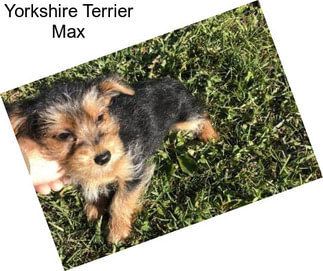 Yorkshire Terrier Max