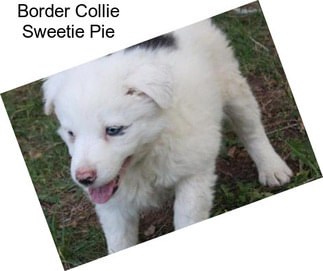 Border Collie Sweetie Pie