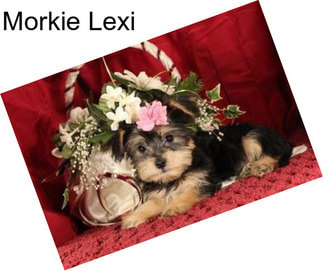 Morkie Lexi