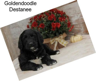 Goldendoodle Destanee