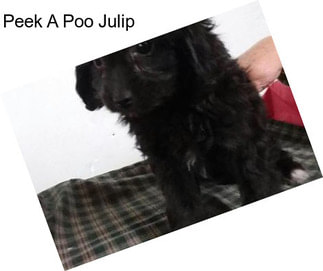 Peek A Poo Julip