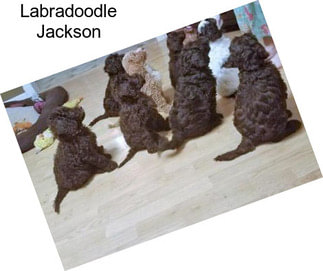 Labradoodle Jackson