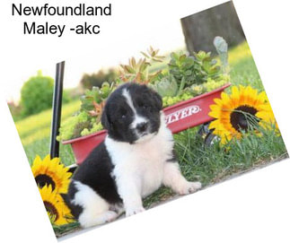 Newfoundland Maley -akc