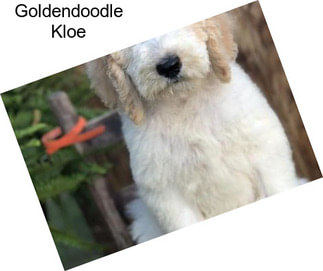 Goldendoodle Kloe