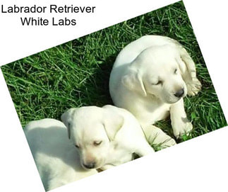 Labrador Retriever White Labs