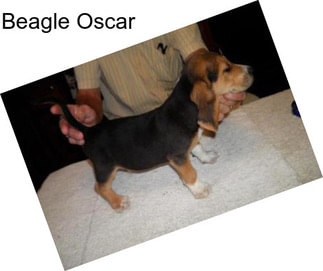 Beagle Oscar
