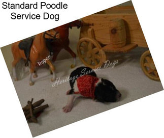 Standard Poodle Service Dog