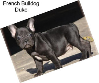French Bulldog Duke