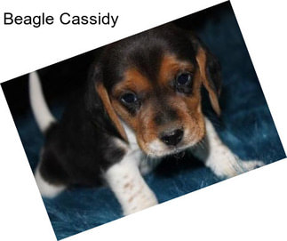 Beagle Cassidy