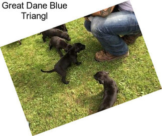 Great Dane Blue Triangl