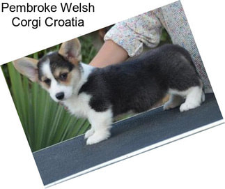 Pembroke Welsh Corgi Croatia