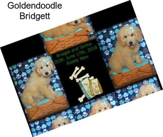 Goldendoodle Bridgett